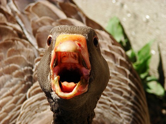 Angry Goose