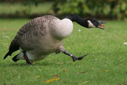 Angry Goose