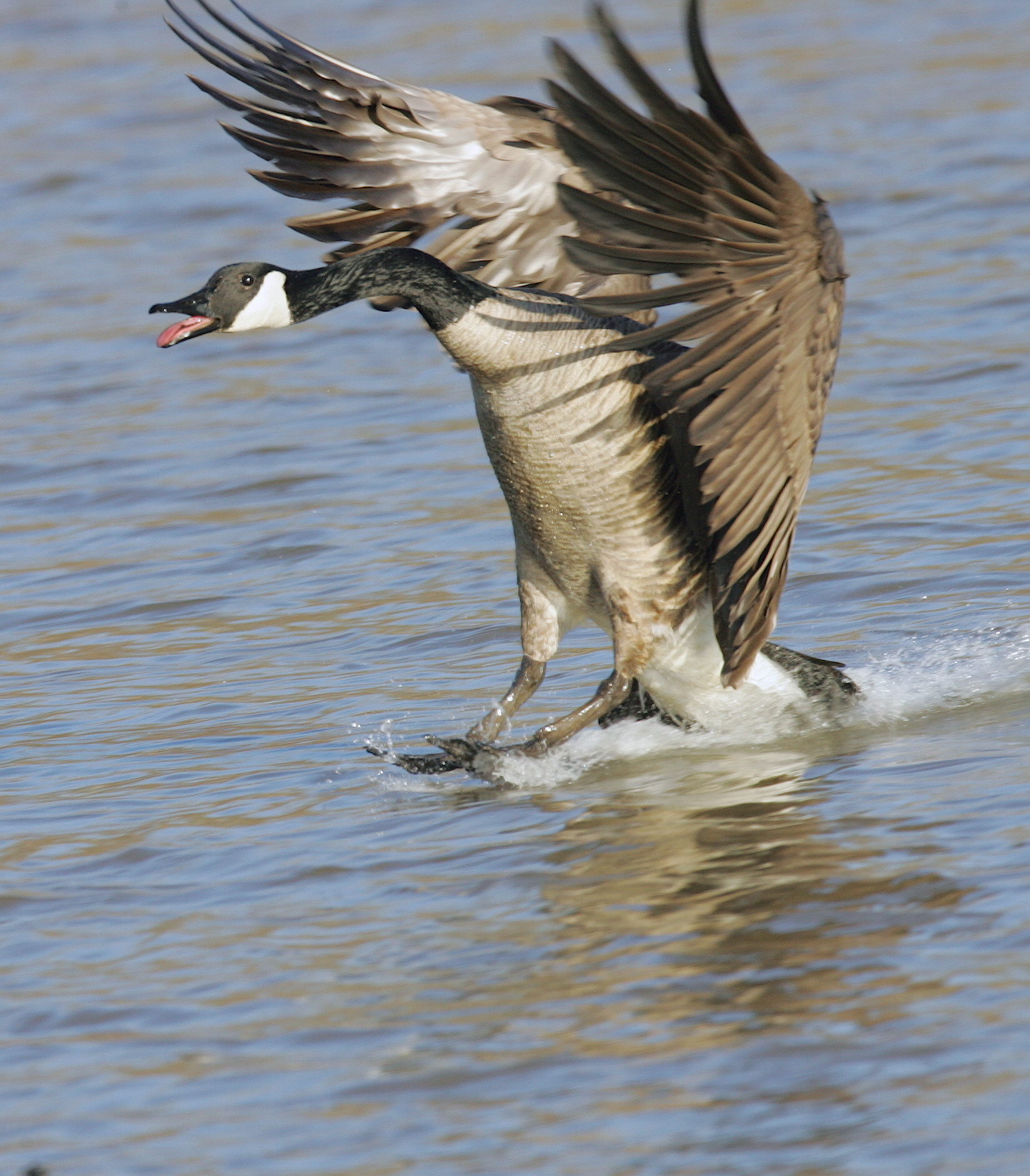 Angry Goose